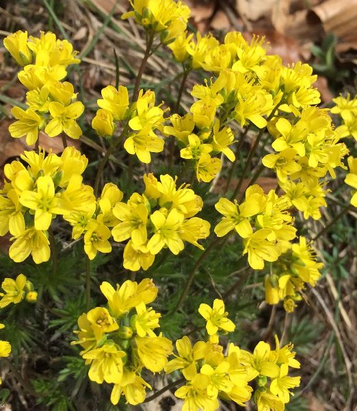 Draba aizoides